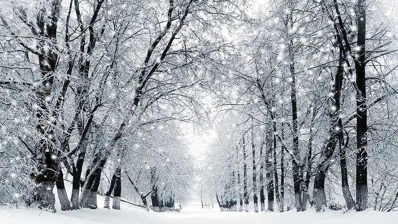 冬日唯美大树美景