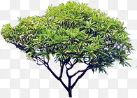 景观独株植物大树