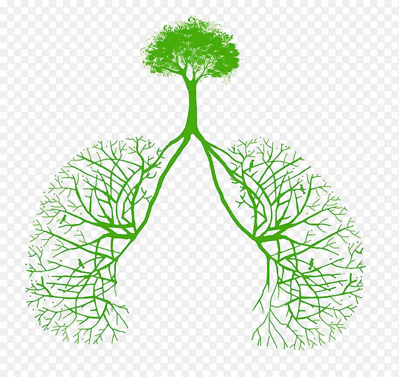 树根和肺