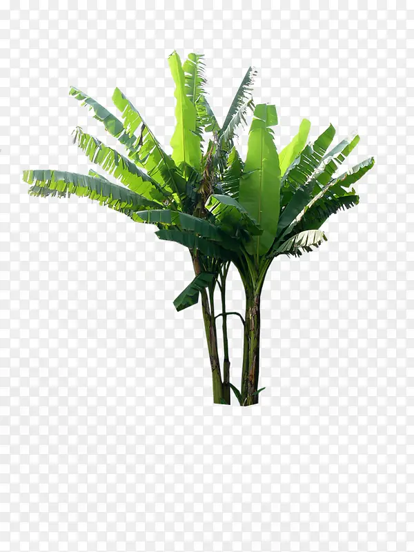 热带植物景观大树