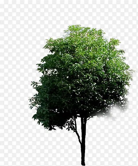 绿化大树美景植物