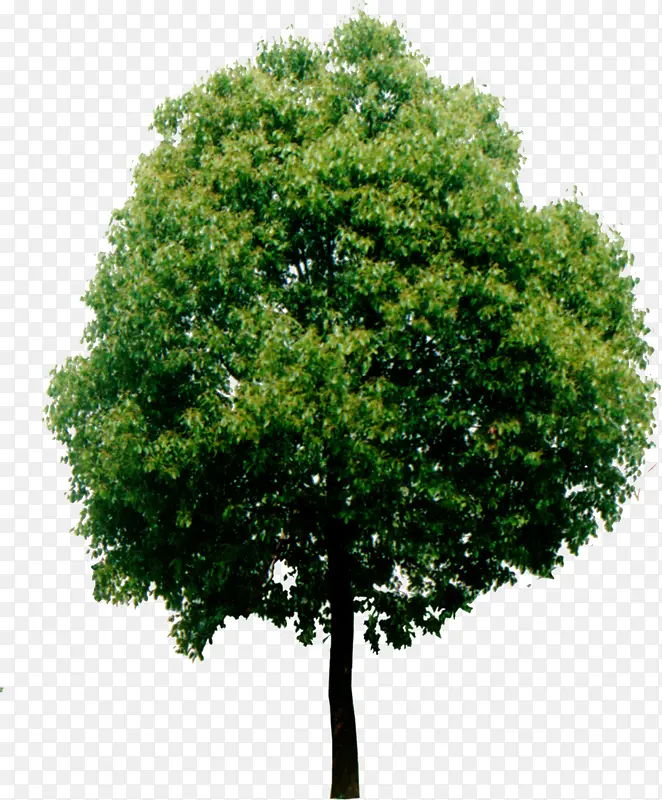 高清摄影风格创意绿色大树