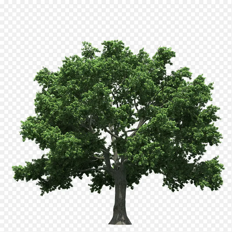绿色植物树