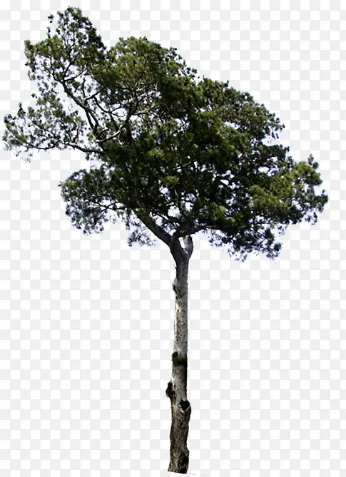 度假景观装饰大树