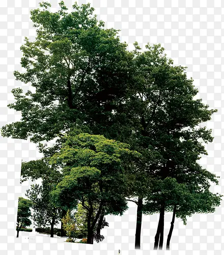 高清摄影绿色大树环境渲染效果
