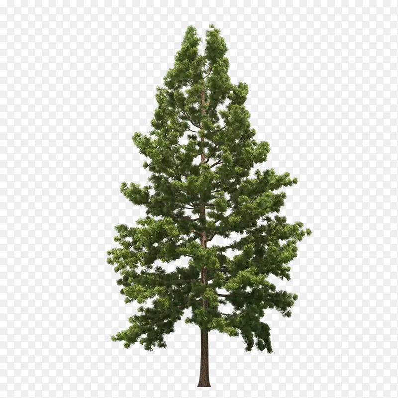 高清摄影绿色的大树树木造型
