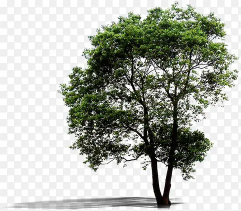 绿化环境美景大树