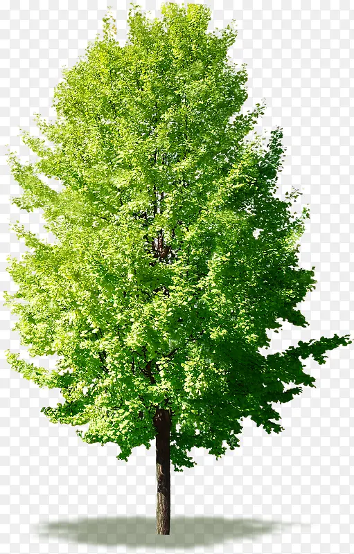 绿色春天大树高清