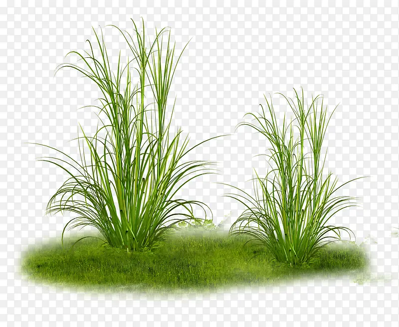 绿色草地草坪春天