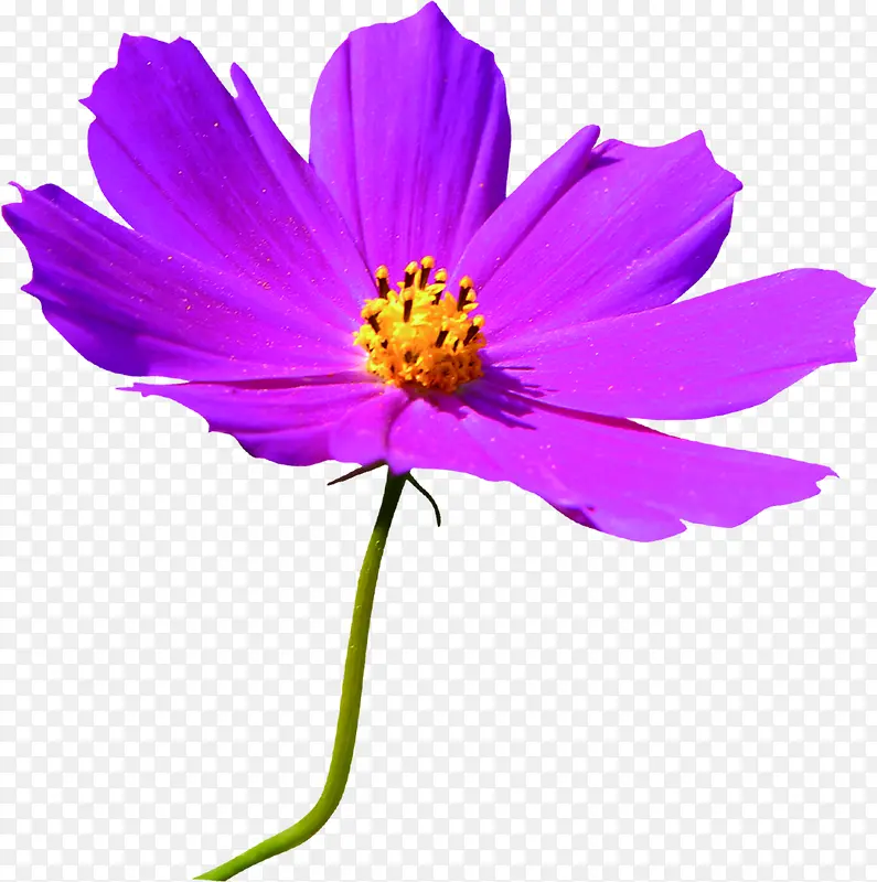 教师节海报紫色植物小清新花朵