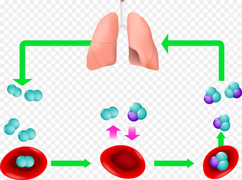 肺部氧气循环