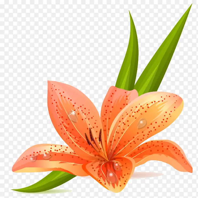 百合花
