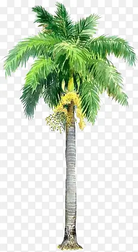 漫画风格手绘椰子树