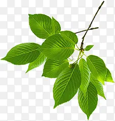 绿色树叶创意生扁平手绘风格