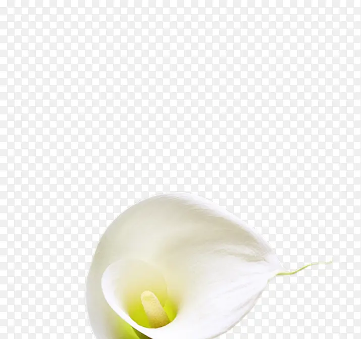 花卉