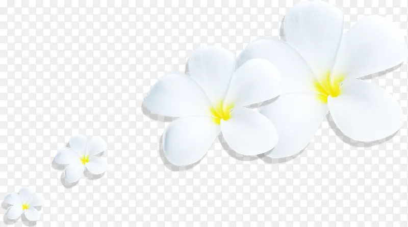 白色花卉教育图片