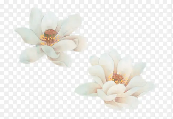 高清立绘合成效果白色花卉