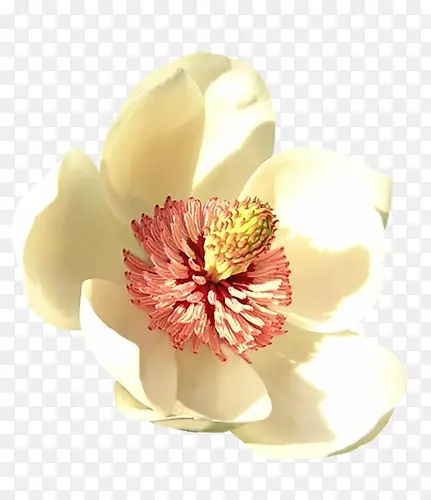 唯美花卉图片花卉矢量素材
