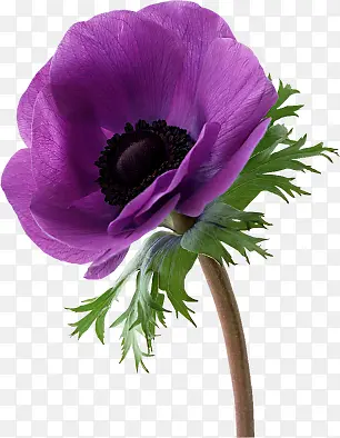 花卉