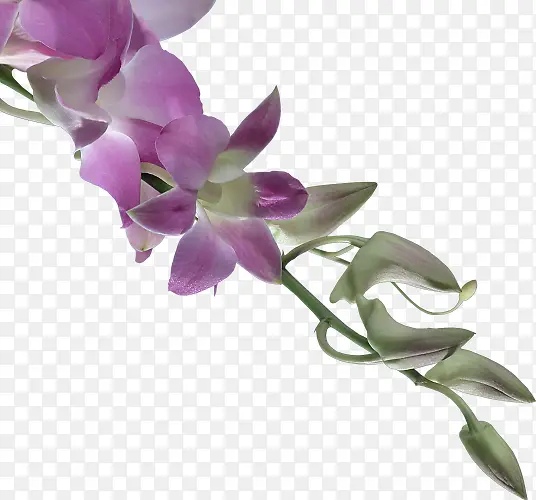 花卉