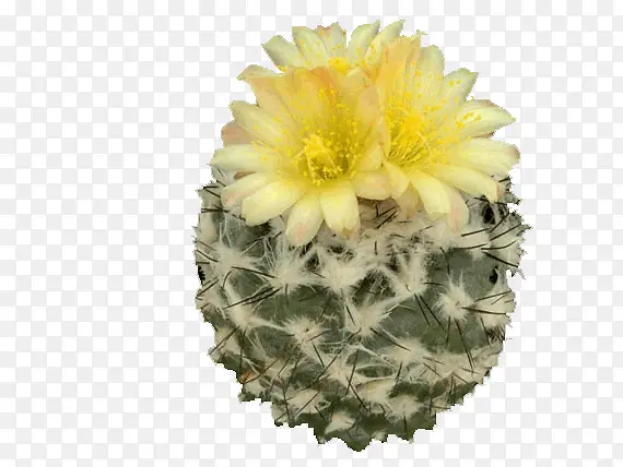 花卉