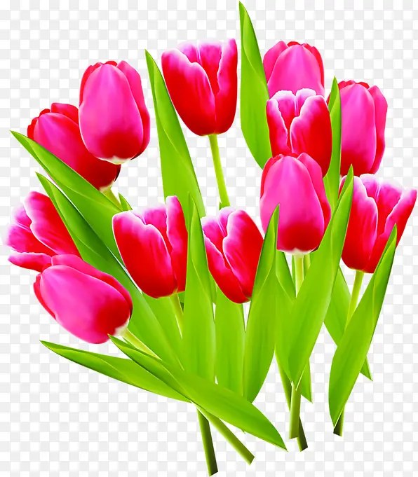 红色郁金香花朵手绘