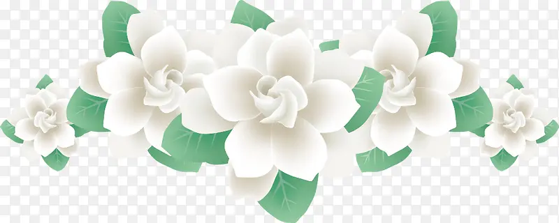 白花绿叶鲜花