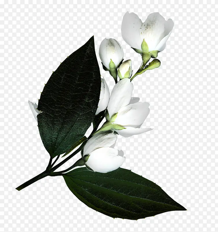 白花绿叶枝图