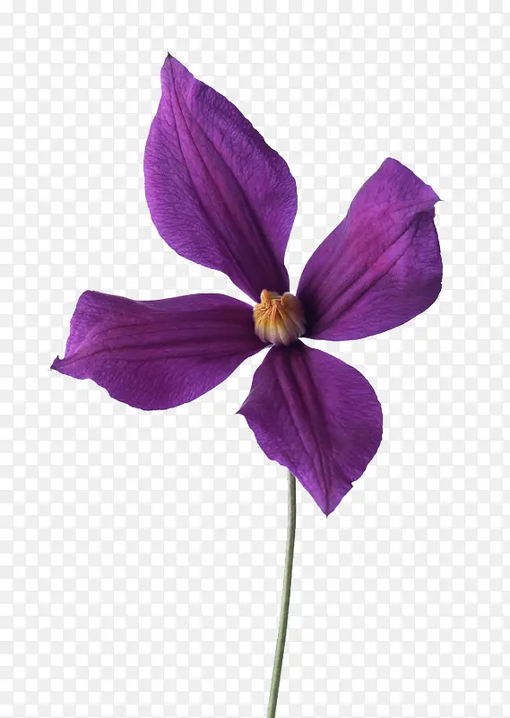 花之紫