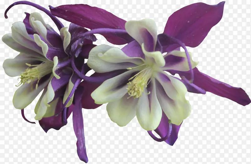 紫色花朵实物