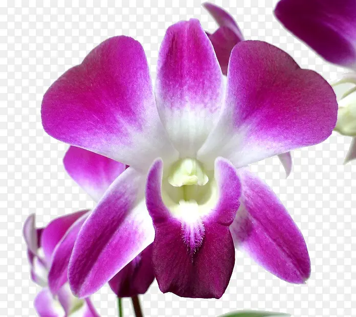紫色石斛花朵
