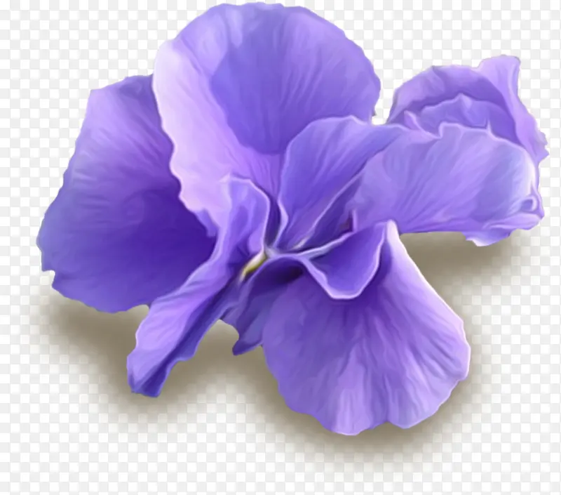漂亮紫色花朵
