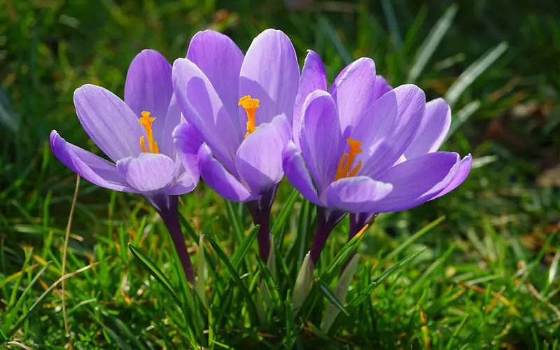 草地里的紫色花朵