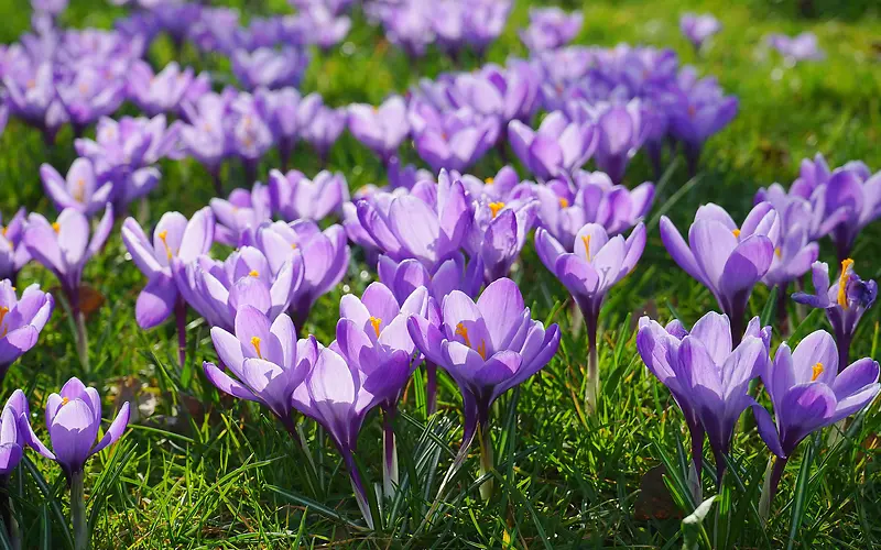 紫色花朵草地好看