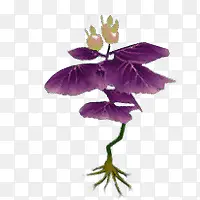 紫色叶子花朵图片