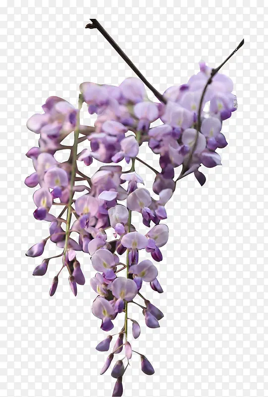 紫色朦胧美丽花朵