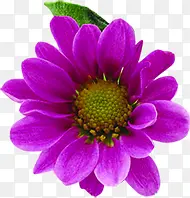 紫色盛开花朵节日装饰手绘