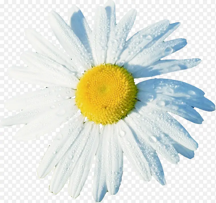 白色鲜花美景绽放