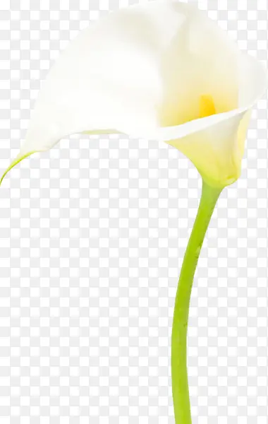 白色马蹄莲花卉
