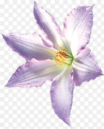 海报植物紫色花朵
