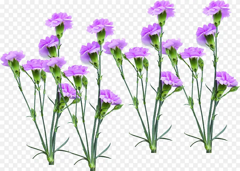 紫色海报植物花朵