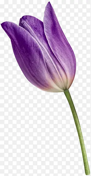 紫郁金香花卉