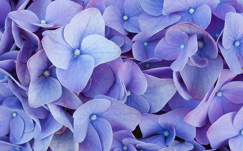 唯美紫色鲜花壁纸
