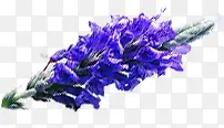 薰衣草花卉紫色七夕PNG图片素材下载_图片编号10484038-PNG素材网