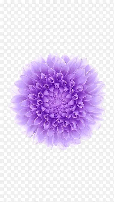 创意手绘合成紫色透明的花卉