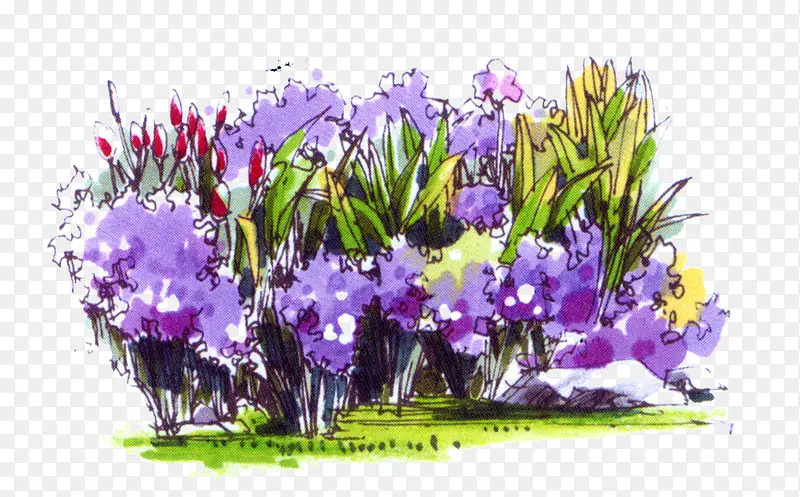 绘画紫色花卉插画