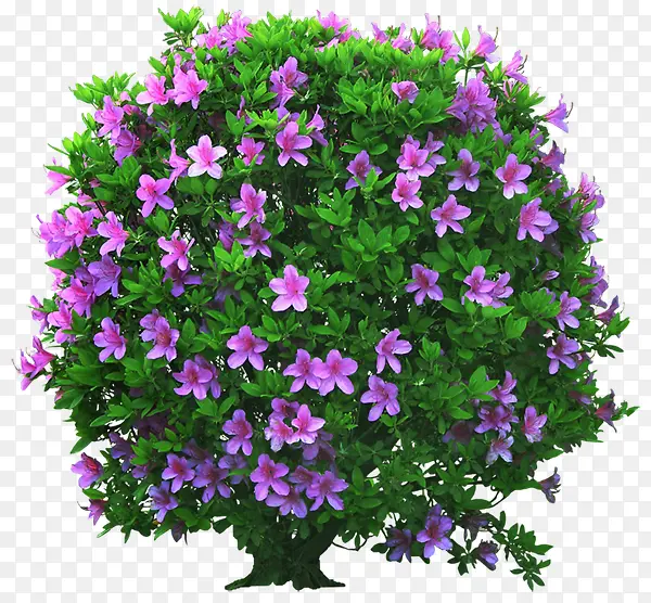 紫色花朵花枝装饰植物