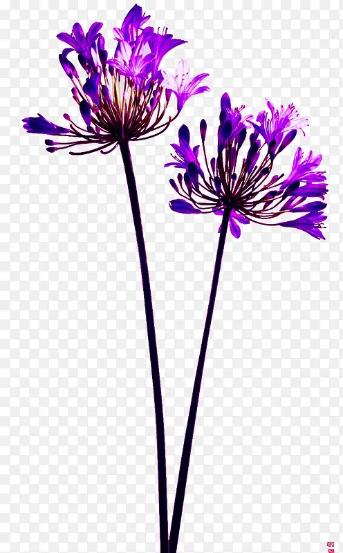 紫色花朵花枝花蕊
