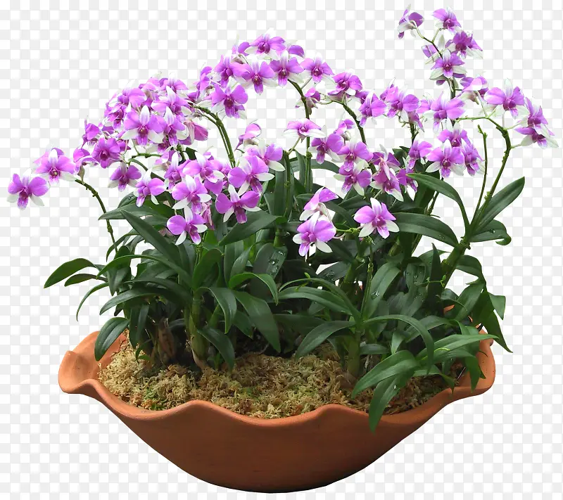 紫色花朵花盆装饰图片