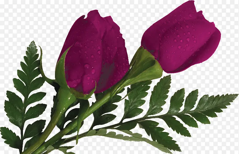 紫色玫瑰鲜花植物